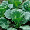 Georgia Southern Collard Seeds - Heirloom Tender Greens, Easy Grow - 200 Seeds - Image 1
