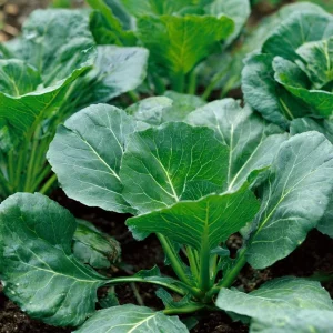 Georgia Southern Collard Seeds - Heirloom Tender Greens, Easy Grow - 200 Seeds - Image 1