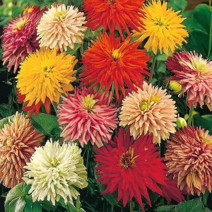 Giant Cactus Mix Zinnia Seeds - 25 Seeds, Vibrant, Spiky Blooms, Zinnia elegans - Image 2