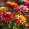 Giant Cactus Mix Zinnia Seeds - 25 Seeds, Vibrant, Spiky Blooms, Zinnia elegans - Image 1
