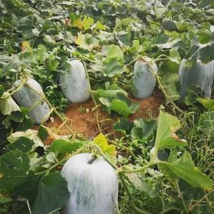 Giant Wax Gourd Seeds - 20 Winter Melon Seeds for Edible Gourds - Image 2