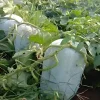 Giant Wax Gourd Seeds - 20 Winter Melon Seeds for Edible Gourds - Image 1