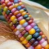 Glass Gem Corn Seeds – 25 Multicolored Heirloom Ornamental Corn Seeds for Planting - Image 1