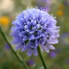 Globe Gilia Seeds - Sky-Blue Pollinator Wildflower for Bees & Butterflies - 100 Seeds - Image 1