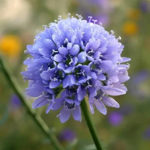 Globe Gilia Seeds - Sky-Blue Pollinator Wildflower for Bees & Butterflies - 100 Seeds - Image 1
