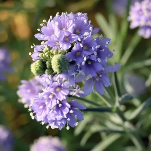 Globe Gilia Seeds - Sky-Blue Pollinator Wildflower for Bees & Butterflies - 100 Seeds - Image 2