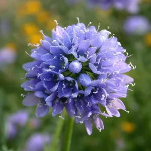 Globe Gilia Seeds - Sky-Blue Pollinator Wildflower for Bees & Butterflies - 100 Seeds - Image 3