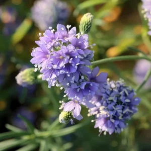 Globe Gilia Seeds - Sky-Blue Pollinator Wildflower for Bees & Butterflies - 100 Seeds - Image 4