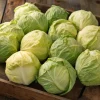 Golden Acre Cabbage Seeds - 200 Heirloom Seeds, Early Maturing, Sweet & Crisp - Image 1