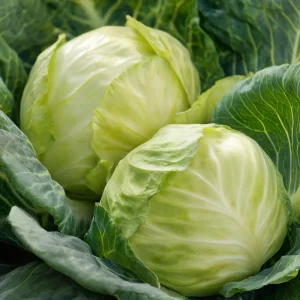 Golden Acre Cabbage Seeds - 200 Heirloom Seeds, Early Maturing, Sweet & Crisp - Image 2