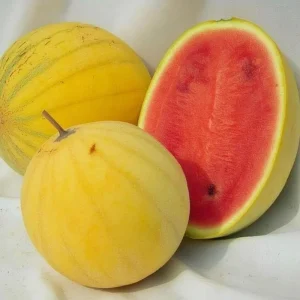 Golden Midget Watermelon Seeds – 10 Mini Sweet Watermelon Seeds for Gardens & Containers - Image 2