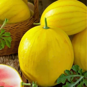 Golden Midget Watermelon Seeds – 10 Mini Sweet Watermelon Seeds for Gardens & Containers - Image 3