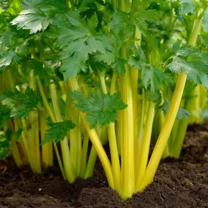 Golden Pascal Celery Seeds - Heirloom Variety, Easy-to-Grow - 100 Seeds - Image 2