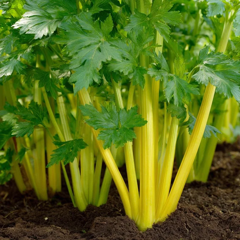 Golden Pascal Celery Seeds - Heirloom Variety, Easy-to-Grow - 100 Seeds - Image 2
