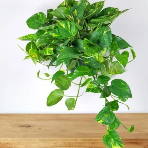 Golden Pothos Live Plant - Variegated Houseplant, 3-5 Inches Tall in 4 Inch Pot - Image 2