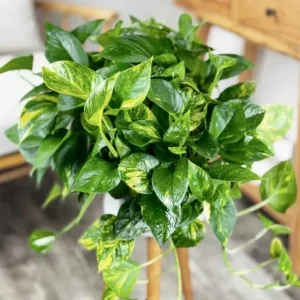 Golden Pothos Live Plant - Variegated Houseplant, 3-5 Inches Tall in 4 Inch Pot - Image 3