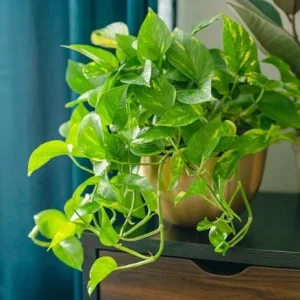 Golden Pothos Live Plant - Variegated Houseplant, 3-5 Inches Tall in 4 Inch Pot - Image 4