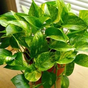 Golden Pothos Live Plant - Variegated Houseplant, 3-5 Inches Tall in 4 Inch Pot - Image 5