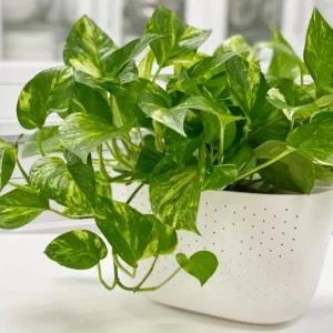 Golden Pothos Live Plant - Variegated Houseplant, 3-5 Inches Tall in 4 Inch Pot - Image 6