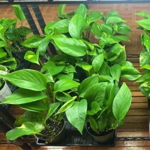 Golden Pothos Live Plant - Variegated Houseplant, 3-5 Inches Tall in 4 Inch Pot - Image 8