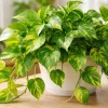 Golden Pothos Live Plant - Variegated Houseplant, 3-5 Inches Tall in 4 Inch Pot - Image 1
