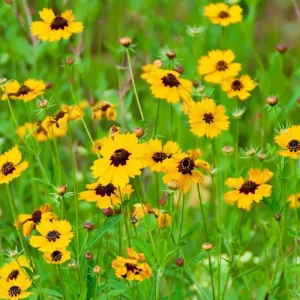 Golden Wave Tickseed Seeds - Coreopsis basalis Wildflower, 200 Seeds, Native, Full Sun - Image 2