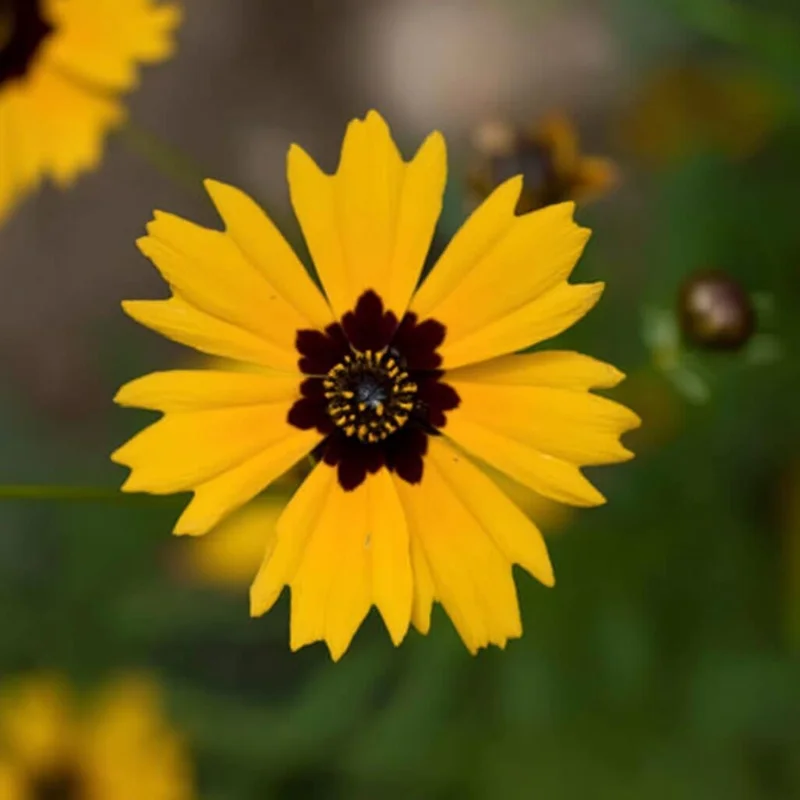 Golden Wave Tickseed Seeds - Coreopsis basalis Wildflower, 200 Seeds, Native, Full Sun - Image 3