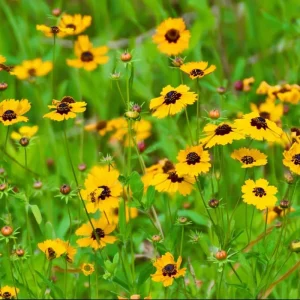 Golden Wave Tickseed Seeds - Coreopsis basalis Wildflower, 200 Seeds, Native, Full Sun - Image 4
