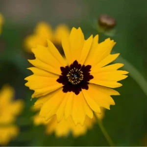 Golden Wave Tickseed Seeds - Coreopsis basalis Wildflower, 200 Seeds, Native, Full Sun - Image 5