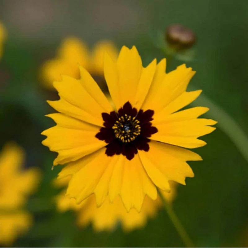 Golden Wave Tickseed Seeds - Coreopsis basalis Wildflower, 200 Seeds, Native, Full Sun - Image 5