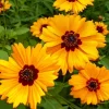 Golden Wave Tickseed Seeds - Coreopsis basalis Wildflower, 200 Seeds, Native, Full Sun - Image 1
