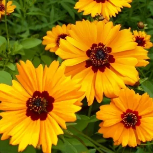 Golden Wave Tickseed Seeds - Coreopsis basalis Wildflower, 200 Seeds, Native, Full Sun - Image 1