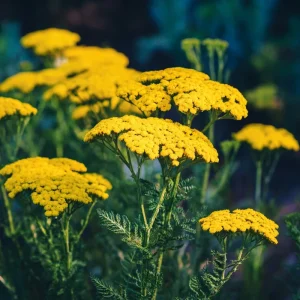 Golden Yarrow Seeds - 500 Heirloom Achillea filipendulina Seeds for Pollinators - Image 2
