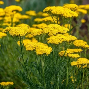 Golden Yarrow Seeds - 500 Heirloom Achillea filipendulina Seeds for Pollinators - Image 5