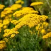 Golden Yarrow Seeds - 500 Heirloom Achillea filipendulina Seeds for Pollinators - Image 1
