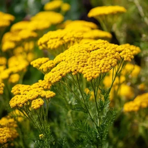 Golden Yarrow Seeds - 500 Heirloom Achillea filipendulina Seeds for Pollinators - Image 1