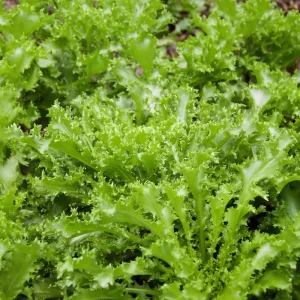 Green Curled Ruffec Endive Seeds - 200 Seeds - Crisp Leafy Greens for Salads - Image 2