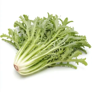 Green Curled Ruffec Endive Seeds - 200 Seeds - Crisp Leafy Greens for Salads - Image 4