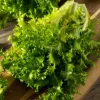 Green Curled Ruffec Endive Seeds - 200 Seeds - Crisp Leafy Greens for Salads - Image 1