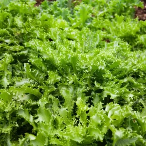 Green Curled Ruffec Endive Seeds - 200 Seeds - Crisp Leafy Greens for Salads - Image 5