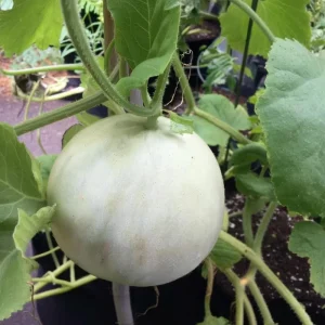 Green Flesh Honeydew Melon Seeds - Sweet & Juicy Fruit, 20 Seeds, Outdoor - Image 4