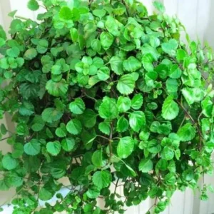 Green Swedish Ivy Live Plant - 2-Pack Plectranthus 4-Inch Pot Indoor/Outdoor - Image 2