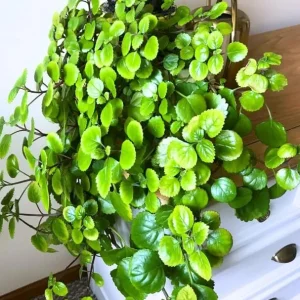 Green Swedish Ivy Live Plant - 2-Pack Plectranthus 4-Inch Pot Indoor/Outdoor - Image 6