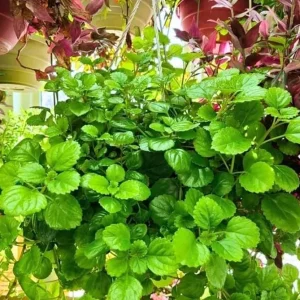 Green Swedish Ivy Live Plant - 2-Pack Plectranthus 4-Inch Pot Indoor/Outdoor - Image 1