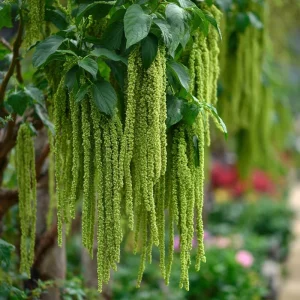 Green Tails Amaranth Seeds - 250 Count, Cascading Green Blooms, Outdoor Annual - Image 2