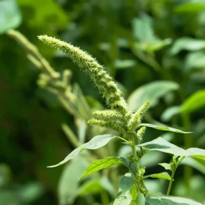 Green Tails Amaranth Seeds - 250 Count, Cascading Green Blooms, Outdoor Annual - Image 3