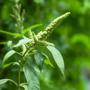 Green Tails Amaranth Seeds - 250 Count, Cascading Green Blooms, Outdoor Annual - Image 5