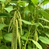 Green Tails Amaranth Seeds - 250 Count, Cascading Green Blooms, Outdoor Annual - Image 1
