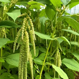 Green Tails Amaranth Seeds - 250 Count, Cascading Green Blooms, Outdoor Annual - Image 1