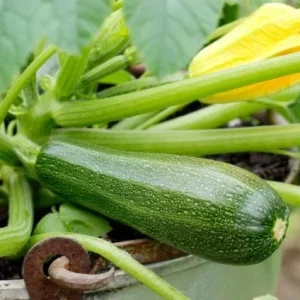 Green Zucchini Live Plant – Summer Squash – 3-5 Inch Tall in 4 Inch Pot – Outdoor Vegetable - Image 4